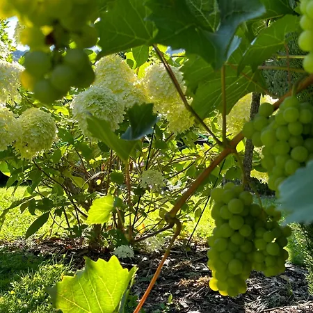 Apartamento York Garden Traben-Trarbach