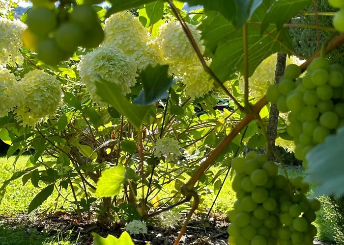 Apartament York Garden Traben-Trarbach